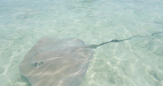 Travel Adventure woman by Stingray on SUP Paddleboard by stingrays at Bora Bora luxury resort hotel on travel vacation in Tahiti, French Polynesia. Asian bikini girl having fun watersport activty.