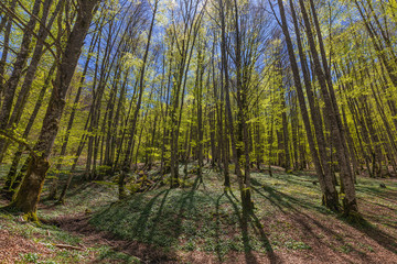 Irati forest in a sunny spring day in Navarra