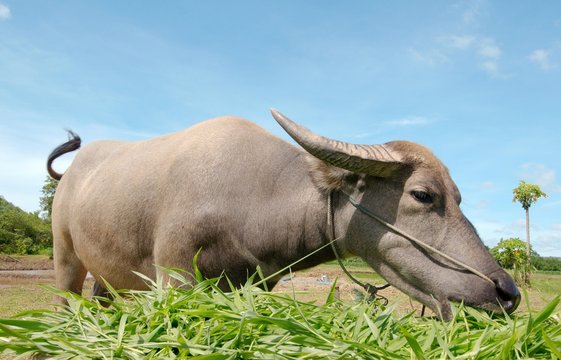 Water buffalo&not;&dagger;or&not;&dagger;domestic Asian water buffalo&not;&dagger; (Bubalus bubalis) eating grass, Loei province, Thailand, Asia