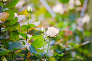 fragrant white roses on lush bushes in the garden