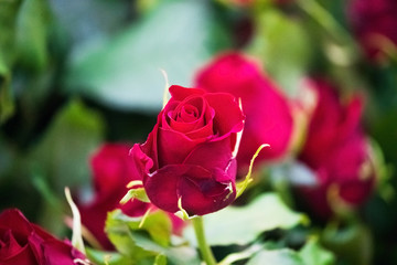 red roses on lush bushes in the garden