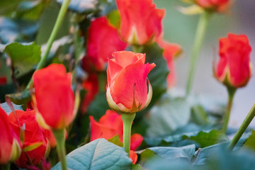 red roses on a lush bush in a greenhouse