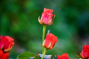 Obraz na płótnie Canvas roses on a lush bush in a greenhouse