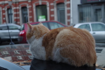 街中の猫