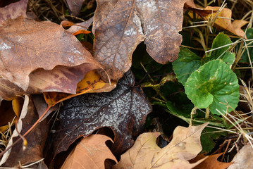 Close up of the wet forest floor in Autumn