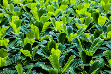 Water lettuce or Pistia stratiotes, nile cabbage, shellflower.