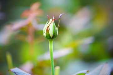 rose bud close up on a bush in the garden