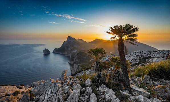 Sunrise, palm in front of Cap Formentor, Port de Pollenca, Serra de Tramuntana, Majorca, Balearic Islands, Spain, Europe