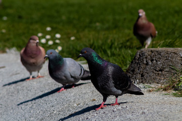 Pigeons of different colors are in the sun on a stone floor and a background of green grass