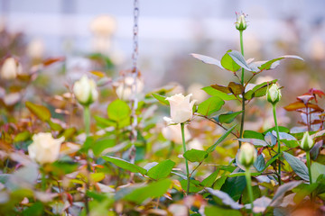 white rose buds on a bush in the garden