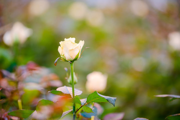 white rose bud close up on a bush