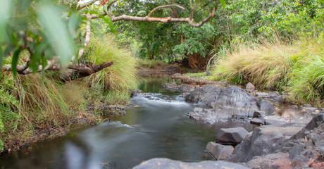 stream in the forest