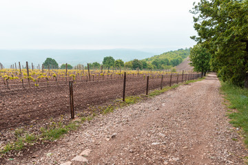 Fototapeta na wymiar road from gravel and stones next to vineyards