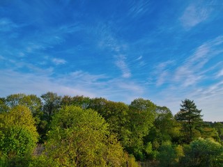 trees and blue sky