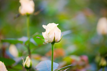 delicate rose buds on the bushes in the greenhouse