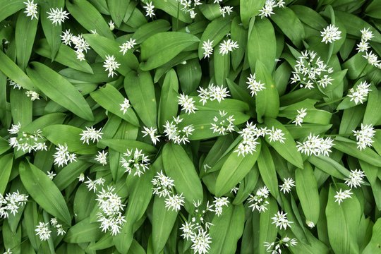 Wild garlic (Allium ursinum) with flowers, Baden-Wurttemberg, Germany, Europe