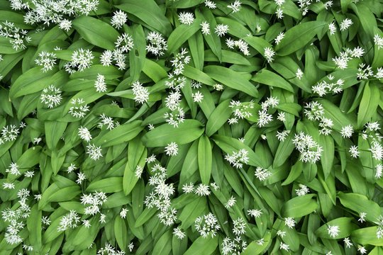 Wild garlic (Allium ursinum) with flowers, Baden-Wurttemberg, Germany, Europe