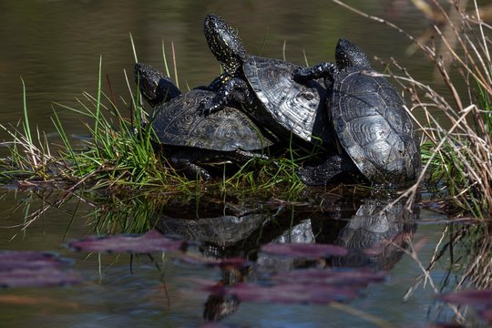European pond turtles or terrapins (Emys orbicularis) mate, Baden-Wurttemberg, Germany, Europe