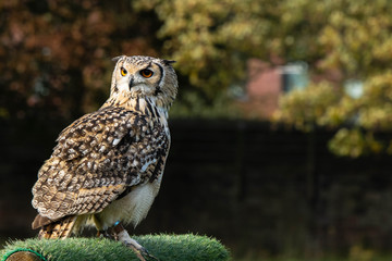 Birds of prey from falconry and nature gardens.