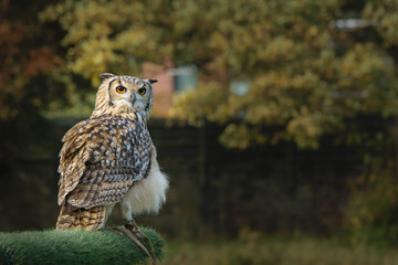 Birds of prey from falconry and nature gardens.