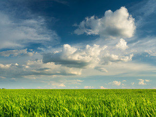 green flat field of wheat and clouds in the sky