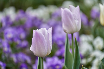 Jasnofioletowe tulipany