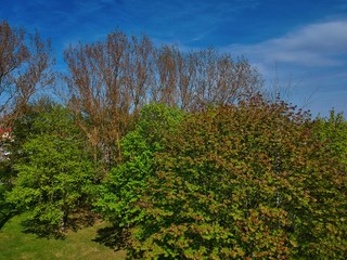 trees and blue sky