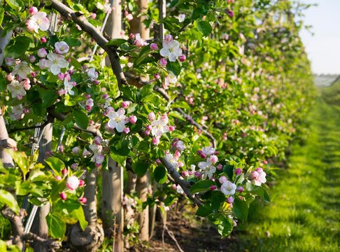 Blossoming apple trees, orchard, Friedrichshafen at Lake Constance, Lake Constance district, Swabia, Baden-Wurttemberg, Germany, Europe