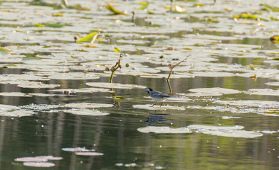 Ducks in a pond.Water lily on pond