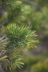 Detailed view of the needles of pine growing from the branches