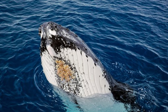 Humpback whale (Megaptera novaeangliae), emerges, throat pouch with throat grooves and parasitic crustaceans, Silver Bank, Silver and Navidad Bank Sanctuary, Atlantic Ocean, Dominican Republic, Central America