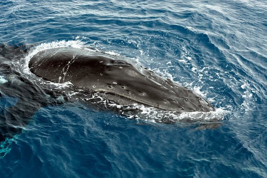 Humpback whale (Megaptera novaeangliae), floats on sea, mouth or skin with tubercles bumps protruding from the sea, Silver Bank, Silver and Navidad Bank Sanctuary, Atlantic Ocean, Dominican Republic, Central America