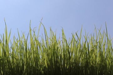 Gras