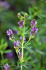 Obraz premium The field is blooming alfalfa