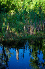 small pond with deep blue sky and trees reflecting in front of an overgrown woodland area in florida