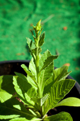 Green leafy nicotiana alata plant growing in container, also known as sweet tobacco, winged, Persian, and night blooming jasmine with flower stalk.