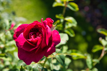 Red rose in the English garden