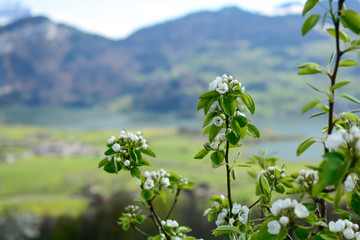 tree in spring