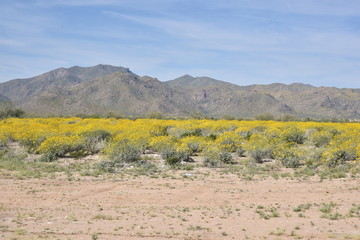 Arizona springtime bloom and green grasses