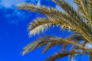 Fototapeta na wymiar Palm tree on the blue sky background