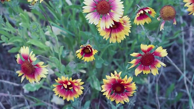 SLOW MOTION Travel and adventure concept bright red flower. A beautiful flower grows in the garden 