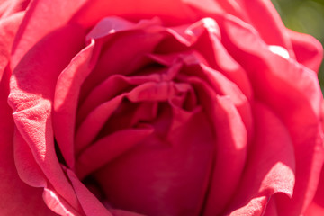 pink rose macro