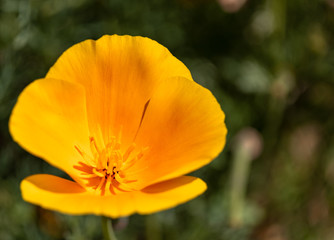 yellow flower in the garden