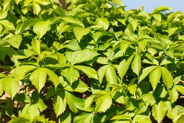 Wall covered with green and yellow leaves of wild grape. Natural background