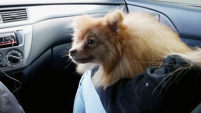 Woman travels with cute dog spitz in the car in slow motion