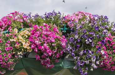 A flower garden in the center of Timisoara, Romania.Field of red tulips