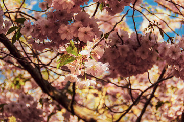 flowers of cherry_tree