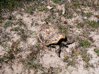 Dead endangered sea turtle on beach. A turtle carcass on the beach in Protected Marine Area of Torre Guaceto. Coastal and marine nature reserve. Brindisi, Puglia (Apulia), Italy
