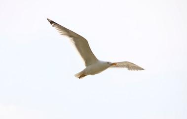 seagull flying in the sky