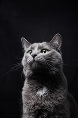 Close-up portrait of a gray gorgeous cat with green eyes who sniffs something with a funny touching expression on his face
